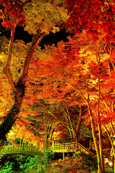 baien momiji.jpe.jpgのサムネール画像